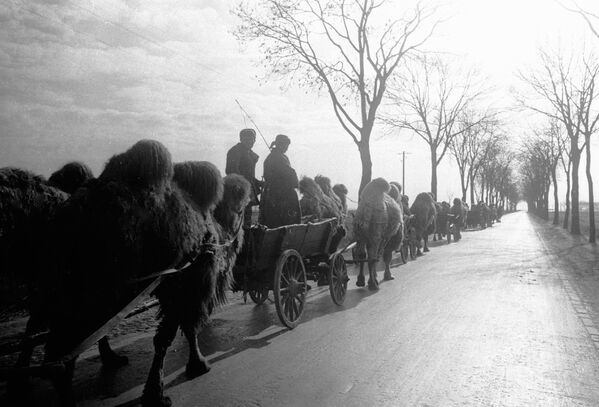 Один из первых выстрелов по Рейхстагу сделал боевой расчет, в котором служили верблюды, дошедшие до Берлина от Сталинграда. На фото - верблюды, впряженные в повозки, идут по пригороду Берлина - Sputnik Латвия