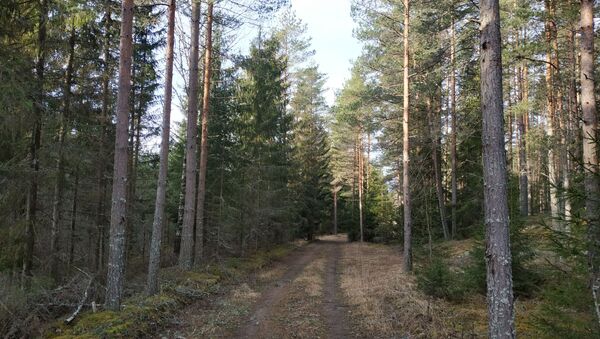 На первом повороте в лес обнаружить памятник не удалось - Sputnik Latvija