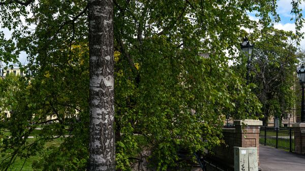 Береза заслоняет здание Латвийского университета и пешеходный мост через Рижский канал у Национальной оперы - Sputnik Латвия
