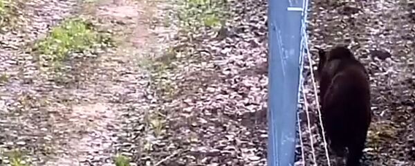 Медведь пытался прорваться в Литву   - Sputnik Латвия