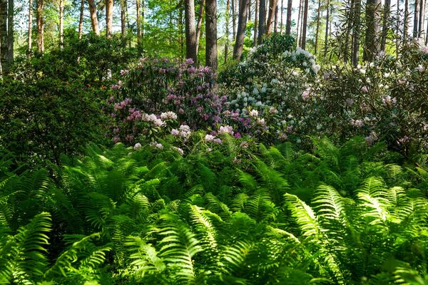 В Бабите расцвели рододендроны: как сейчас обстоят дела в самом красивом саду Латвии - Sputnik Латвия