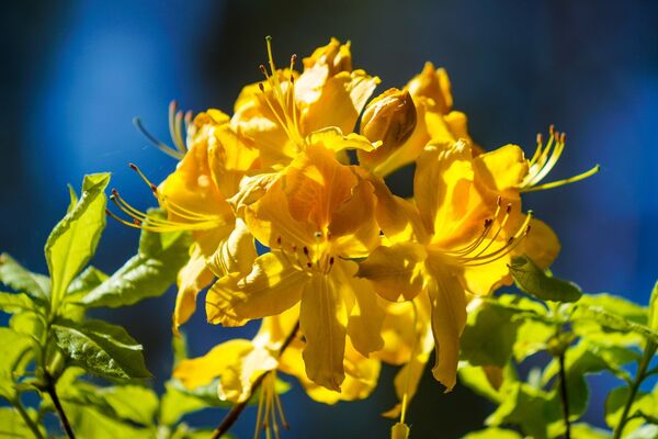 В Бабите расцвели рододендроны: как сейчас обстоят дела в самом красивом саду Латвии - Sputnik Латвия