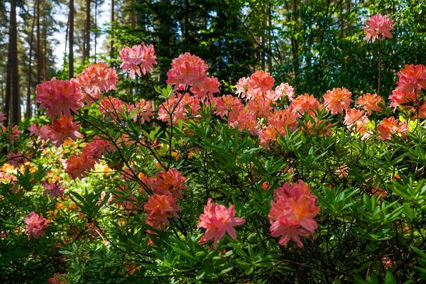 В Бабите расцвели рододендроны: как сейчас обстоят дела в самом красивом саду Латвии - Sputnik Латвия