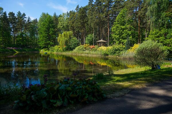 В Бабите расцвели рододендроны: как сейчас обстоят дела в самом красивом саду Латвии - Sputnik Латвия