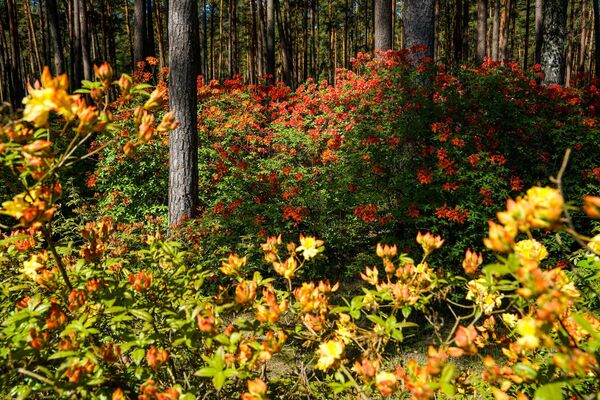 В Бабите расцвели рододендроны: как сейчас обстоят дела в самом красивом саду Латвии - Sputnik Латвия