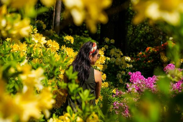 В Бабите расцвели рододендроны: как сейчас обстоят дела в самом красивом саду Латвии - Sputnik Латвия