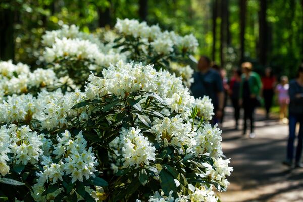 В Бабите расцвели рододендроны: как сейчас обстоят дела в самом красивом саду Латвии - Sputnik Латвия