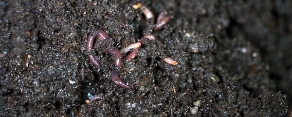 Еда будущего: ученые из Латвии пекут протеиновые кексы из земляных червей - Sputnik Латвия