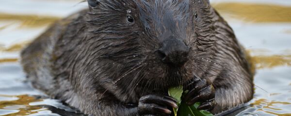 Бобер - Sputnik Латвия