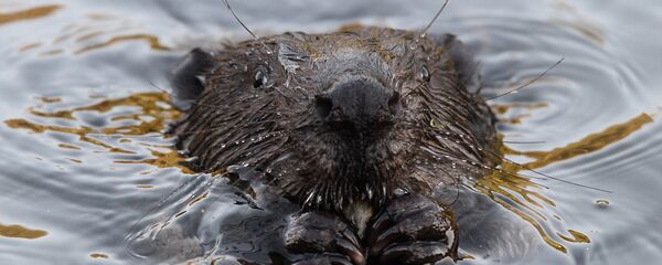 Бобер - Sputnik Латвия