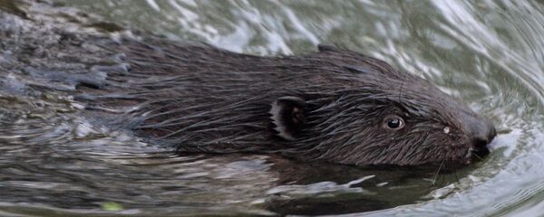 Бобер - Sputnik Латвия