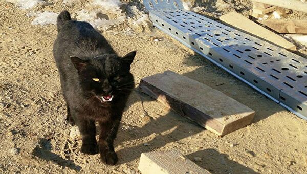 Кот, живущий в 100 метрах от стартового комплекса ракеты-носителя Союз на космодроме Восточный - Sputnik Латвия