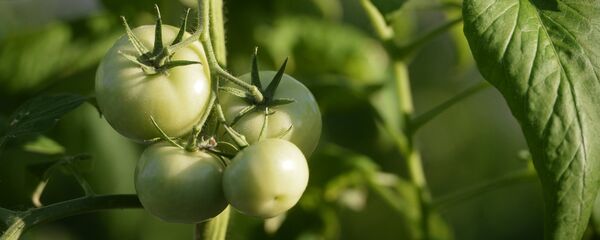 Томаты Томаты - Sputnik Латвия