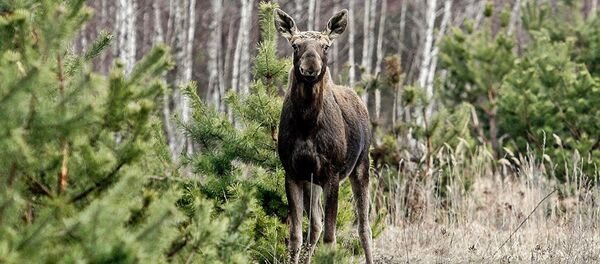 Лось в зоне отчуждения ЧАЭС Лось в зоне отчуждения ЧАЭС - Sputnik Латвия