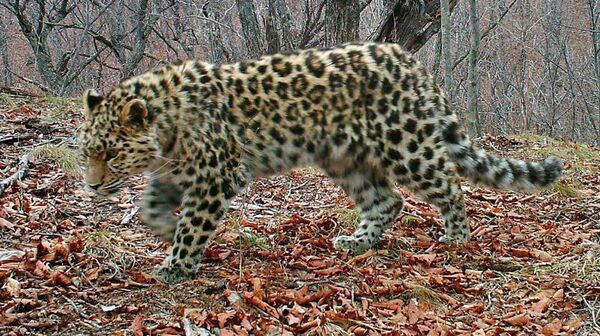 Дальневосточный леопард в национальном парке Земля леопарда Дальневосточный леопард в национальном парке Земля леопарда - Sputnik Латвия