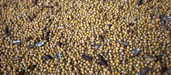 Соя - Sputnik Латвия