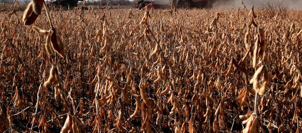 Уборка сои на полях Уборка сои на полях - Sputnik Latvija