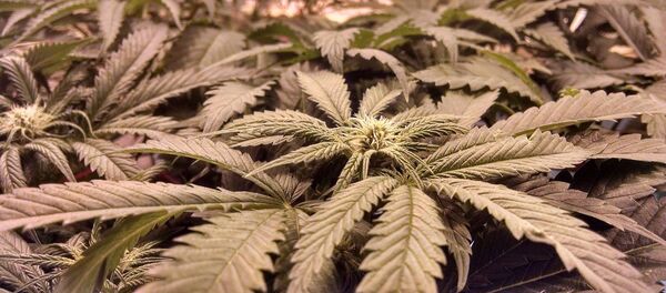 Марихуана - Sputnik Латвия