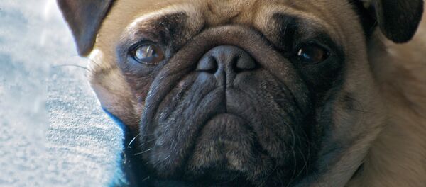 Mopsis. Foto no arhīva Mopsis. Foto no arhīva - Sputnik Latvija