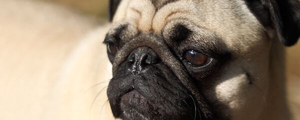 Мопс Мопс - Sputnik Latvija