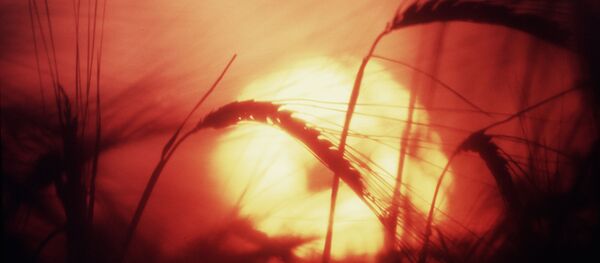 Золотой колос Золотой колос - Sputnik Latvija