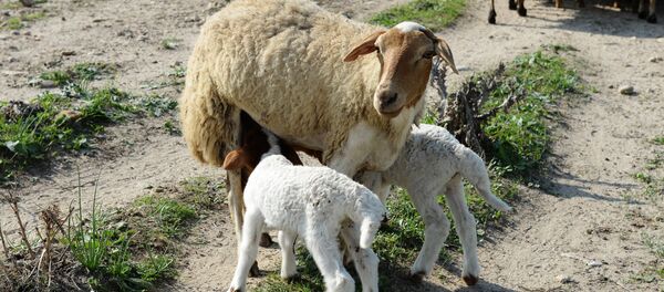 Овца с ягнятами Овца с ягнятами - Sputnik Латвия