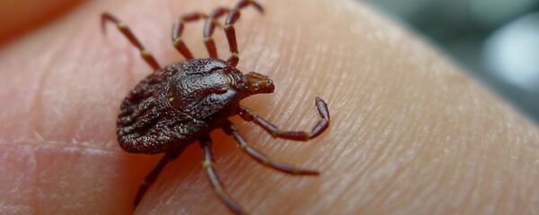 Ērce Ērce - Sputnik Latvija