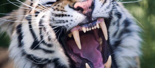 Amūras tīģeris - Sputnik Latvija