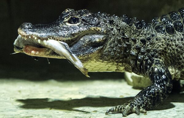 Siāmas krokodils terārijā Maskavas zooparkā. - Sputnik Latvija