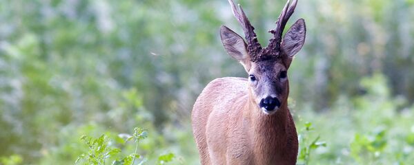 Косуля - Sputnik Латвия