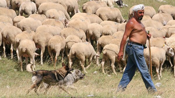 Пастух на пастбище в Италии - Sputnik Латвия