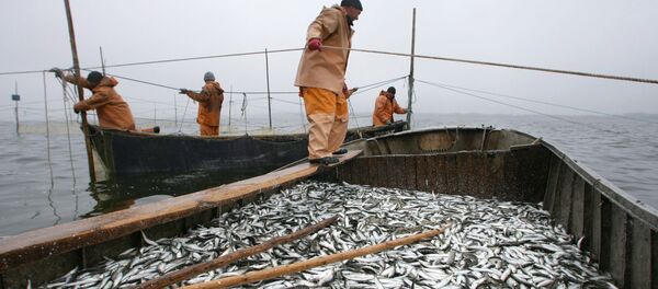 Промысел салаки - Sputnik Латвия