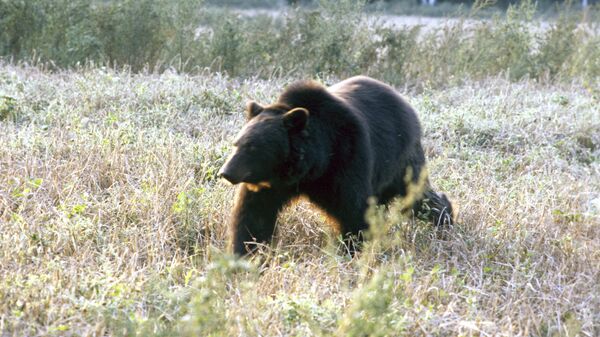 Бурый медведь - Sputnik Латвия