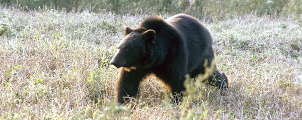 Бурый медведь - Sputnik Латвия
