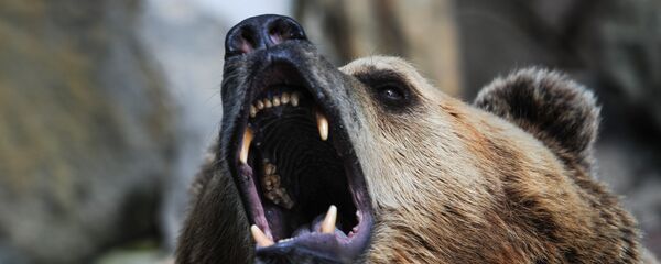 Оскал бурого медведя - Sputnik Latvija