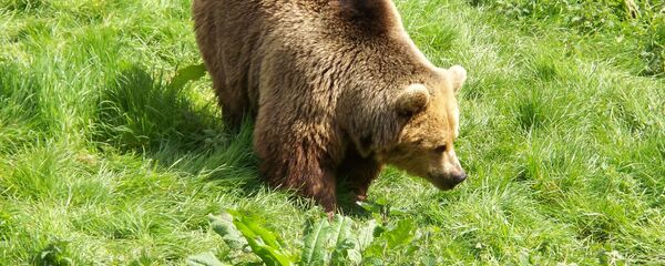 Brūnais lācis. Foto no arhīva - Sputnik Latvija