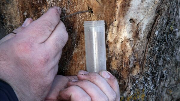 Так жуков выковыривают из деревьев в пластмассовую ловушку  - Sputnik Латвия