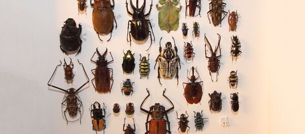 Коллекция жуков Даугавпилсского университета Коллекция жуков Даугавпилсского университета - Sputnik Latvija