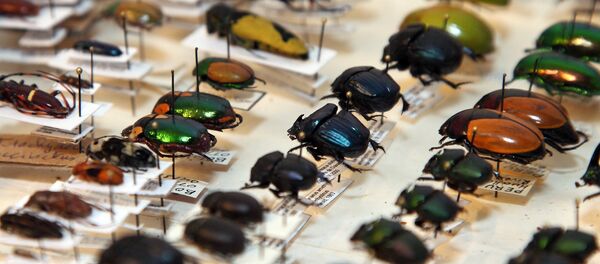 Коллекция жуков Даугавпилсского университета - Sputnik Латвия