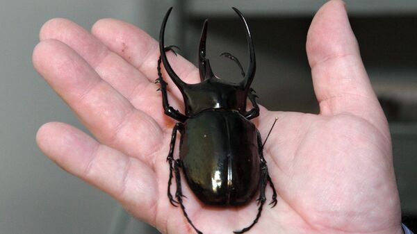 Скоро и такие великаны в потеплевшую Латвию приползут - Sputnik Латвия