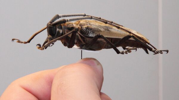 Настоящий инопланетянин! - Sputnik Латвия