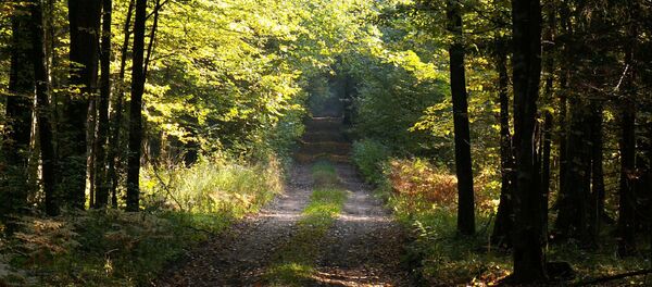 Belovežas gārša Polijā. Foto no arhīva Belovežas gārša Polijā. Foto no arhīva - Sputnik Latvija