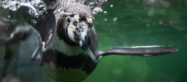 Пингвин Гумбольта - Sputnik Латвия