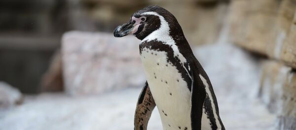 Pingvīns. Foto no arhīva - Sputnik Latvija