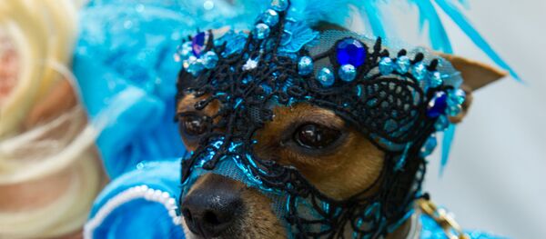 Собачка - Sputnik Латвия