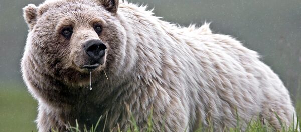 Медведь - Sputnik Латвия