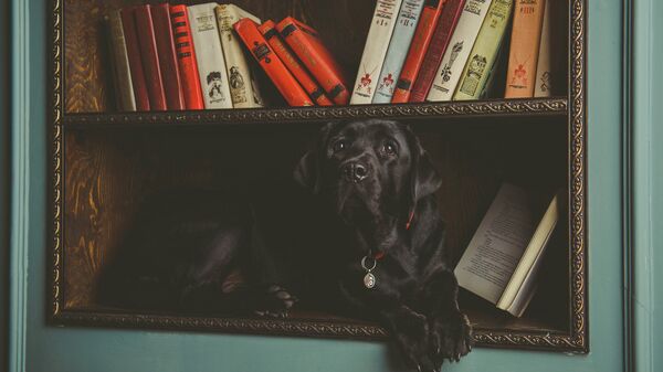 Проект КниГАВ - дети читают книги домашним питомцам Проект КниГАВ - дети читают книги домашним питомцам - Sputnik Латвия