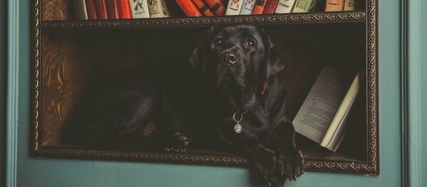 Проект КниГАВ - дети читают книги домашним питомцам Проект КниГАВ - дети читают книги домашним питомцам - Sputnik Латвия