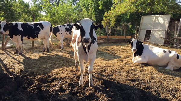 Коровы на ферме в Латвии - Sputnik Латвия