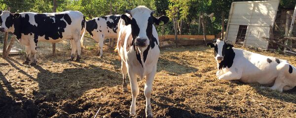 Коровы на ферме в Латвии Коровы на ферме в Латвии - Sputnik Latvija